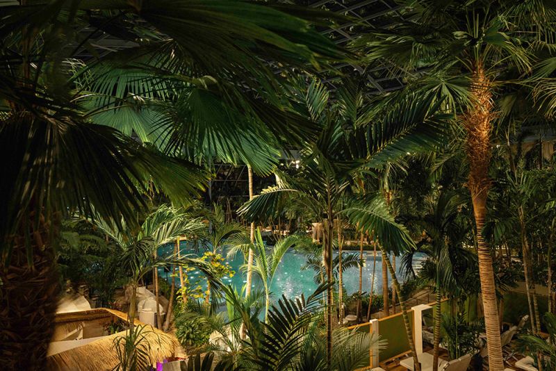 Palmenparadies bei Nacht