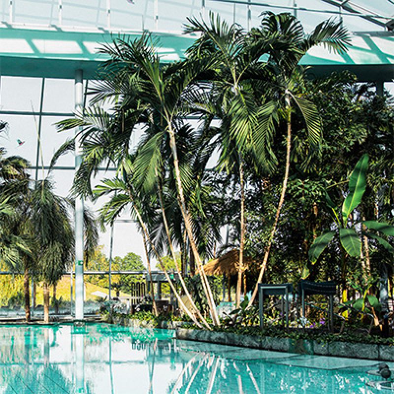 Palmen an der Großen Lagune der Therme Euskirchen