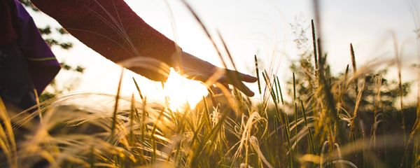 Hand einer Person streicht über ein Getreidefeld