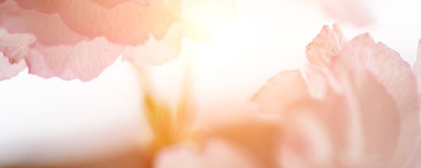 Abstrakte Ansicht rosaroter Blütenblätter