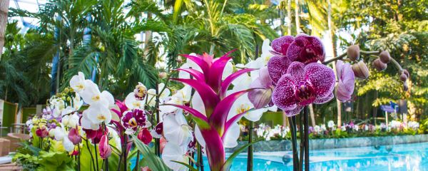 Orchideen im Palmenparadies
