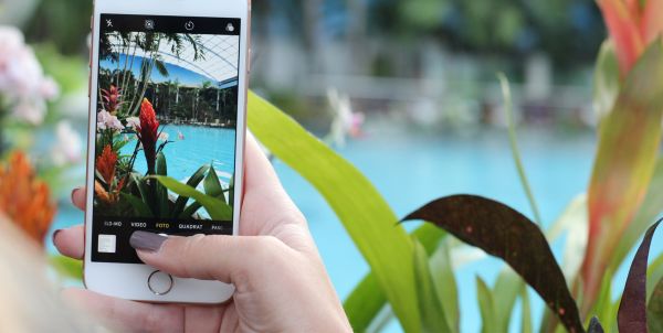 Smartphone fotografiert im Palmenparadies