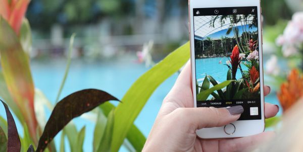 Smartphone fotografiert im Palmenparadies
